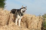 SIBERIAN HUSKY 006